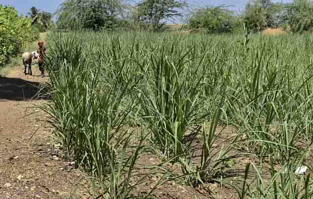 Farmers cultivating sugarcane (Satish Bate/Hindustan Times via Getty Images)