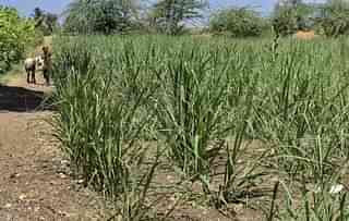 Farmers cultivating sugarcane (Satish Bate/Hindustan Times via Getty Images)