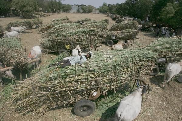 Sugarcane being loaded on to a cart in Baramati, Maharashtra (Satish Bate/Hindustan Times via Getty Images)