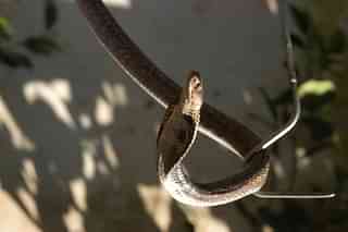 Snake being caught (Gireesh Gv/The India Today Group/Getty Images)