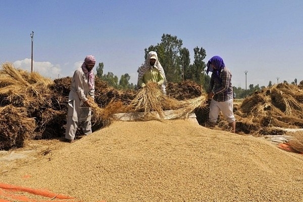 Rice Harvesting In Srinagar (Photo by Waseem Andrabi/Hindustan Times via Getty Images)