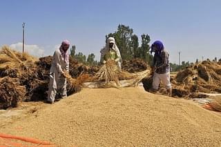 Rice Harvesting In Srinagar (representative image) (Photo by Waseem Andrabi/Hindustan Times via Getty Images)