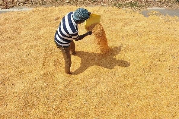 A farmer dries his yield on a highway side road in Thoopran Mandal in Medak District, some 60 km from Hyderabad. (NOAH SEELAM/AFP/Getty Images)