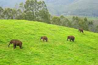 Elephants in India (Wikipedia)&nbsp;