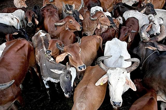 Representative image of cows in India (Allison Joyce/Getty Images)