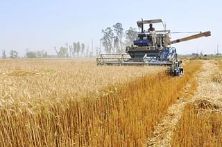 Combined harvesting in India (Gurminder Singh/Hindustan Times via Getty Images)