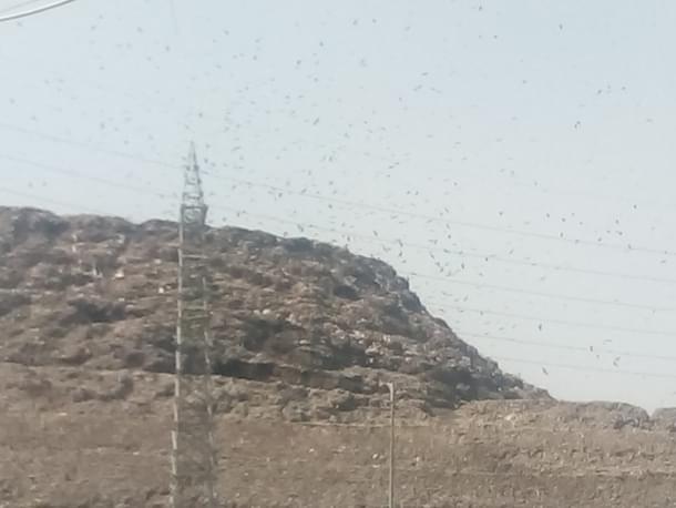Eagles and crows hover above the area 