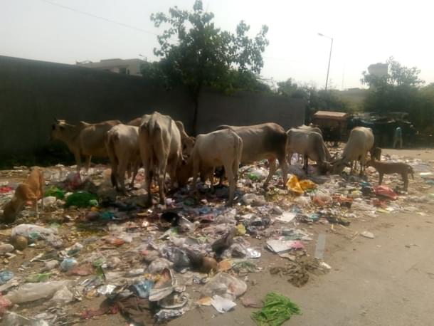 Cows amid a pile of trash. (Swarajya)