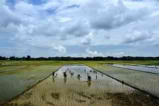Farmers plant paddy in an agricultural field (Photo by Rajib Jyoti Sarma/Hindustan Times via Getty Images)
