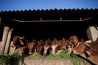 Cows being fed at a shelter
