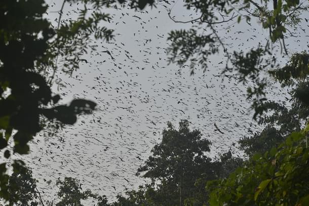 Nearly 1.5 lakh migratory Amur falcons flock to Pangti  every winter