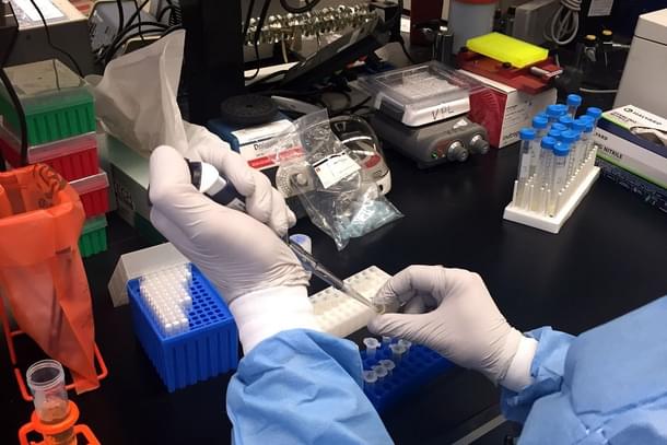 Zika Virus research. (NIAID via Wikimedia Commons) 