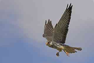 The Amur falcon