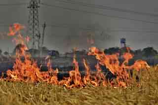 Despite a ban on stubble burning by the administration, farmers still burn stubble in wheat fields on the outskirts of Ludhiana. (Gurpreet Singh/Hindustan Times via Getty Images)