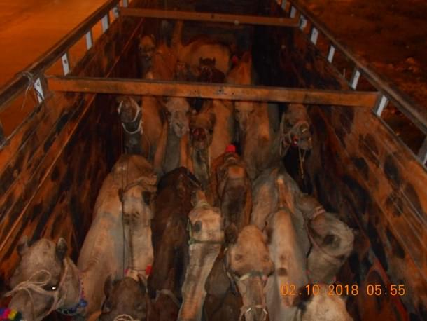 The camels when they were rescued