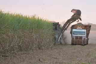 Sugarcane being cut at a farm in Ribeirao Preto, northeast of Sao Paula in Brazil. (M R Subramani)