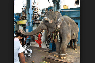 Elephant Lakshmi at the Sri Manakula Vinayagar Temple. (representative image)&nbsp;