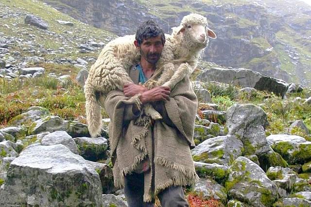 A shepherd and his sheep on the way to Hampta Pass in  Himachal Pradesh. (representative image) (Raja Selvaraj via Wikimedia Commons)