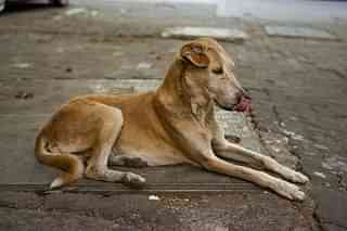 What keeps the dogs on the streets? (Victor Grigas/Wikimedia Commons)
