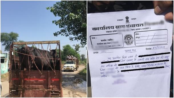 An actual dairy farmer legally transporting cow (Right) The standard document 