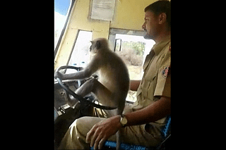 Monkey ‘driving’ a KSRTC bus&nbsp;