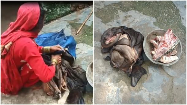 One of the women stuffing cow skin into a bag. (Right) The remains of the slaughtered cow