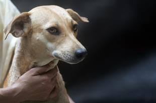 26 dogs were poisoned on Sunday night (Kunal Patil/Hindustan Times via Getty Images)