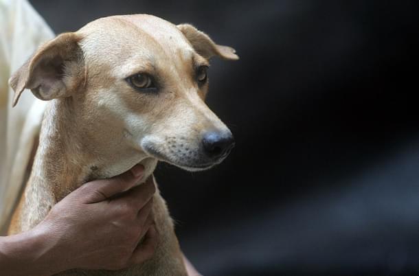 26 dogs were poisoned on Sunday night (Kunal Patil/Hindustan Times via Getty Images)