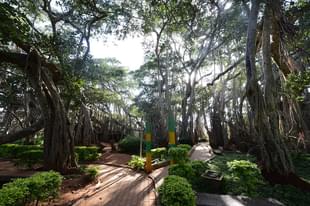 The 400-year-old tree in Kettohalli, Bengaluru Urban, where the song Yeh Dosti Hum Nahi of iconic film Sholay was picturized on July 30, 2015 in Bengaluru. (Photo by Hemant Mishra/Mint via Getty Images)
