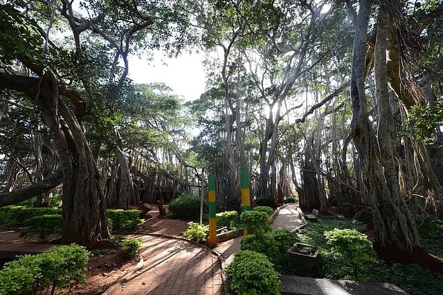 The 400-year-old tree in Kettohalli, Bengaluru Urban, where the song Yeh Dosti Hum Nahi of iconic film Sholay was picturized on July 30, 2015 in Bengaluru. (Photo by Hemant Mishra/Mint via Getty Images)