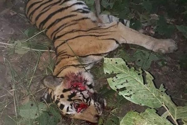 Carcass of pregnant tigress (@RandeepHooda/Twitter)