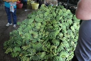 21 tonnes of Grand Naine variety of bananas will take 24 days  to reach Italy.  (representational image) (source: Shari Tishman via Facebook)