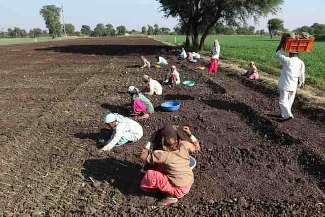 Women farmers working on a farm. (Santosh Harare/Hindustan Times via Getty Images)