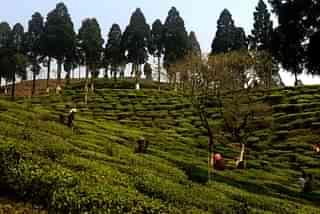 Labour trouble and shortage is posing a grave threat to Darjeeling tea.