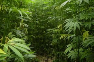 Hemp, a variety of Cannabis Sativa (Barbetorte/Wikimedia Commons)