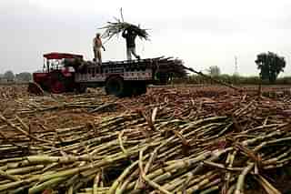 Sugarcane being loaded onto a truck (Reuben Singh/The India Today Group/Getty Images)