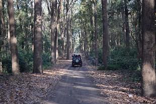 Jungle Safari in Jhirna Zone of Corbett National Park (By Dushyant Kaushik Via Wikimedia Commons)