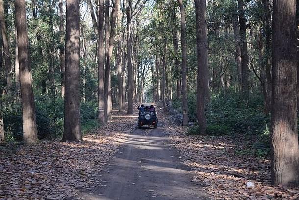 Jungle Safari in Jhirna Zone of Corbett National Park (By Dushyant Kaushik Via Wikimedia Commons)