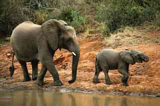An elephant and her calf walk along a river bank (Photo by Cameron Spencer/Getty Images)