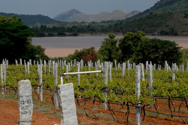 Popularising ‘Wine Culture’ In Karnataka Government Ties Up With Wineries To Promote Wine Tourism