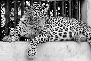 A leopard (By Sagr Kapoor via Wikimedia Commons) 
