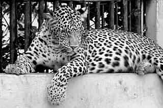 A leopard (By Sagr Kapoor via Wikimedia Commons)&nbsp;