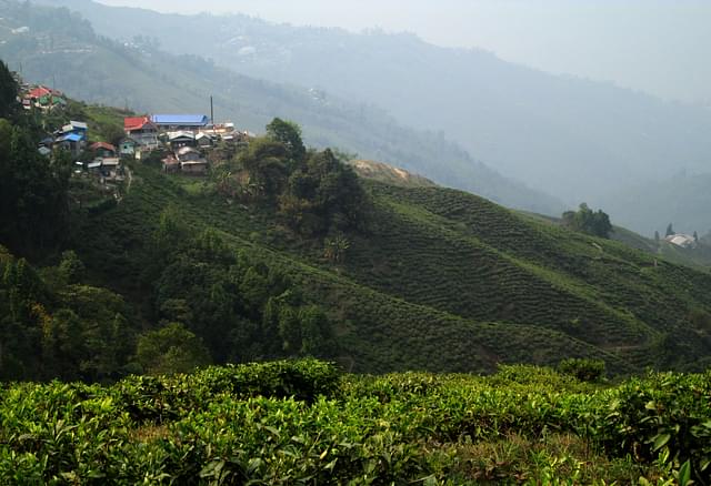 A tea estate