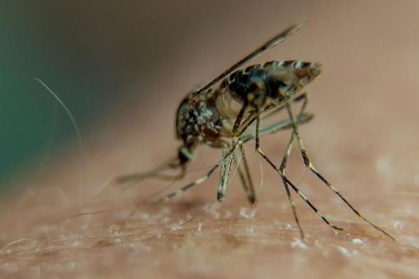 Mosquito on a person’s arm. (PHILIPPE HUGUEN/AFP/GettyImages)