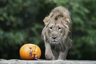 Asiatic Lion. (Representative image) (Paul Gilham/Getty Images)