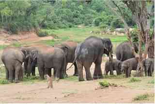 Elephants in Bannerghatta National Park ( Bannerghatta Biological Park Website)