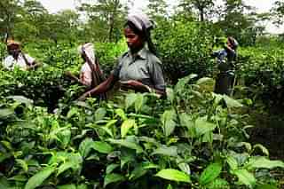 Representative image of Tea garden workers (Indranil Bhoumik/Mint via Getty Images)