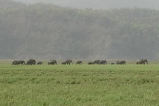 Elephants in Jim Corbett National Park (Amir Jacobi/Wikimedia Commons)