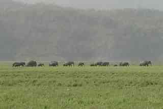 Elephants in Jim Corbett National Park (Amir Jacobi/Wikimedia Commons)
