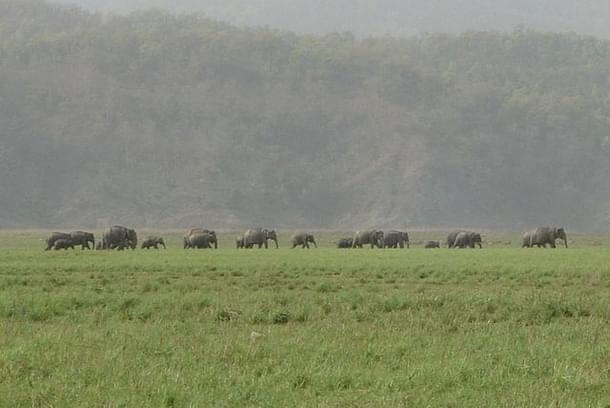 Elephants in Jim Corbett National Park (Amir Jacobi/Wikimedia Commons)